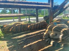 -西霞口神雕山野生动物世界