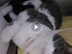 -爱诺耐芙动物医院(万博店)