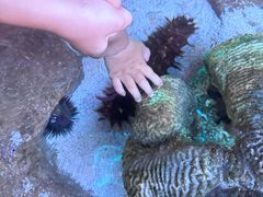 -悉尼海洋生物水族馆