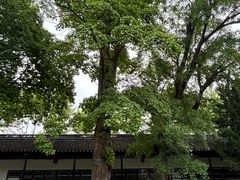 -苏州文庙(姑苏区)