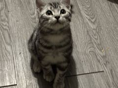 -瑞派福兴宠物医院犬猫全科·骨科·中西医结合(河东店)