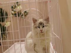 -藏猫猫咖啡主题馆(中央大道店)