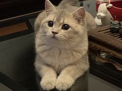 -猫大福·Fortune Cat猫舍(百子湾店)