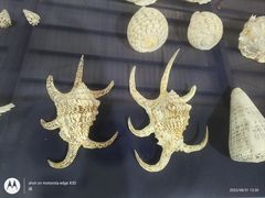 -上海海洋大学鱼文化博物馆(军工路校区)