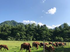 -黑河国家森林公园