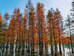 -白鹭湾湿地公园