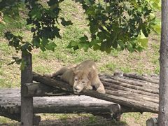 -西霞口神雕山野生动物世界