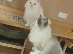 -MOCHA明星猫咖(田子坊店)
