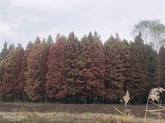 -溱湖国家湿地公园