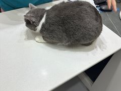 -派特宠物医院(圆融广场店)