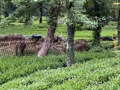 -野蔓果·山野菜(西湖景区·龙井茶田店)