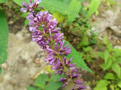 -西岭雪山大飞水景区
