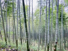 -潜山国家森林公园