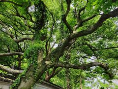 -绍兴鲁迅故里·沈园景区