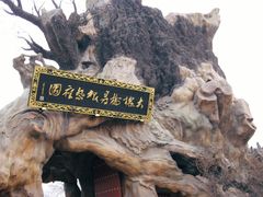 -大槐树寻根祭祖园