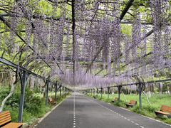 -东平国家森林公园