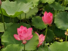 -莲花池公园