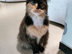 -藏猫猫咖啡主题馆(中央大道店)