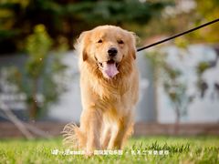 -趣玩宠物乐园寄养训犬训狗游泳池