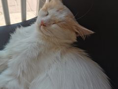 -平行世界·猫咖(首经贸店)