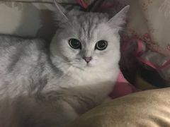 -芭比堂动物医院·犬猫全科·异宠专科(雁塔分院)