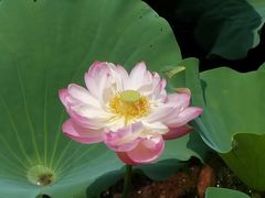 -荷塘月色湿地公园·向阳花洲