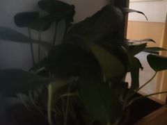 -胡家大厨(西三庄店)