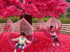 -合肥滨湖国家森林公园