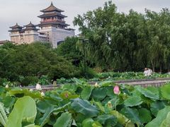 -莲花池公园