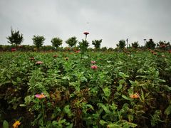 -嘉北郊野公园
