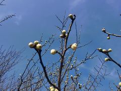 -贡湖湾湿地公园