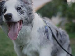 -Supine Bistro溯泮餐厅