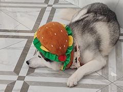 -星多哈·狗咖·拼豆·咖啡