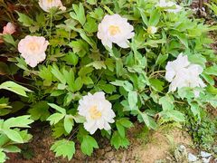 -洛阳市隋唐城遗址植物园