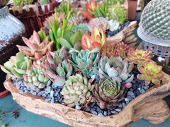 -南山植物园