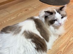 -白兔子密室(长寿路店)