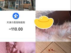 -A猫a狗全科·犬猫异宠·芥西宠物医院(南开总院)