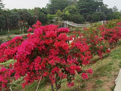 -东莞植物园