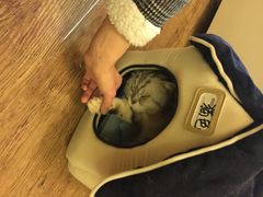 猫色咖啡-猫色咖啡·猫咖