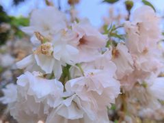 -天适樱花悠乐园