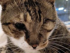 -御宝贝·A梦猫科宠物医院(国际猫友好医院)