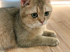 -COLOR PETS 撸猫馆·购猫·猫咖(长风大悦城店)