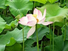 -大宁郁金香公园-停车场