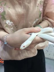 -Moni星球萌宠·小马宝莉·灵蛇·高端高阶全萌宠互动体验俱乐部(红豆国际广场店)