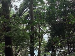 -天目山大树王景区