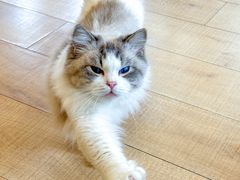 -Let's go狗咖·猫咖·奶狗·桌游(春熙路IFS店)