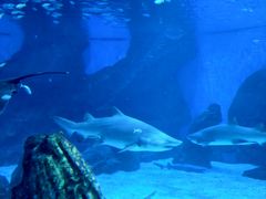 -海合安成都极地海洋公园