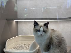 -翊宠yipet猫狗购宠庄园犬舍•猫舍