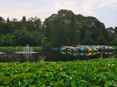 -桂湖森林公园