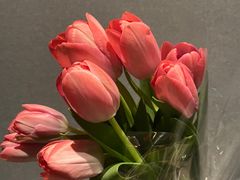 -桂林市花鸟市场